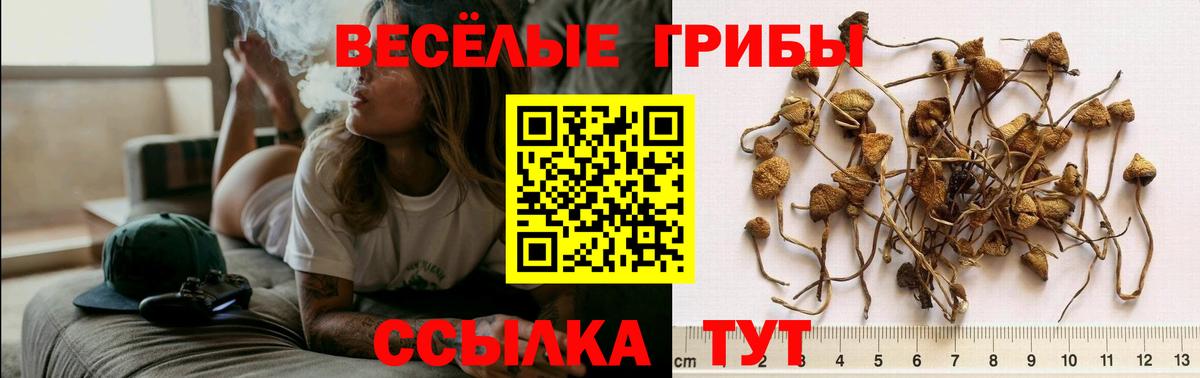 Галлюциногенные грибы GOLDEN TEACHER Ивантеевка